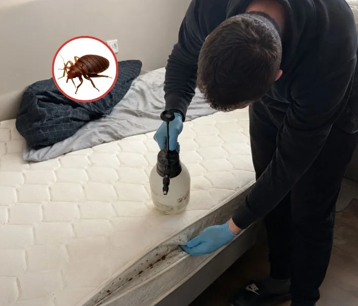 Technicien traitant un matelas contre les punaises de lit à Bernes-sur-Oise